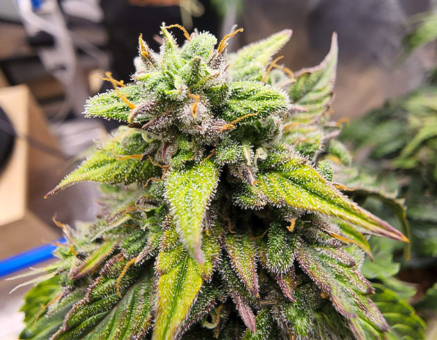 Фиолетовое соцветие CBD Auto 20:1