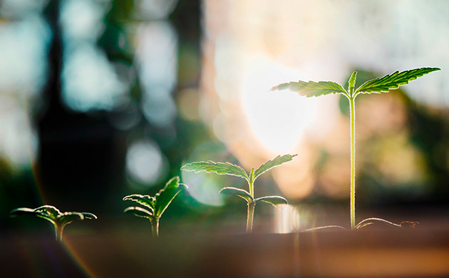 Выбор сорта конопли под климатические условия