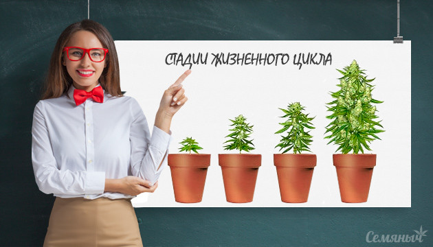 Жизненный цикл марихуаны Этапы развития каннабиса