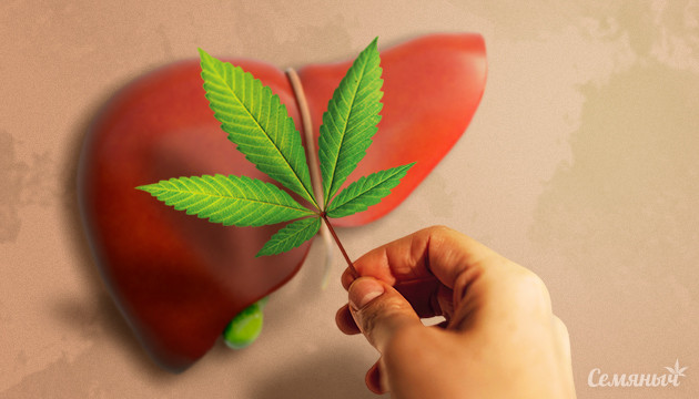 Каннабиноиды и болезни печени Здоровье печени и каннабис