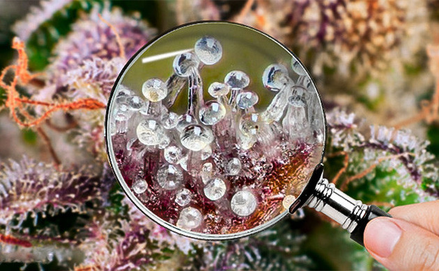 Значение температуры испарителя для каннабиса Влияние температуры испарителя на каннабис