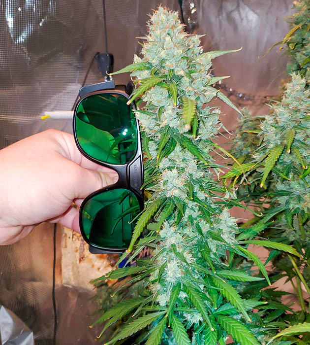 Куст марихуаны Auto Lemon Kix