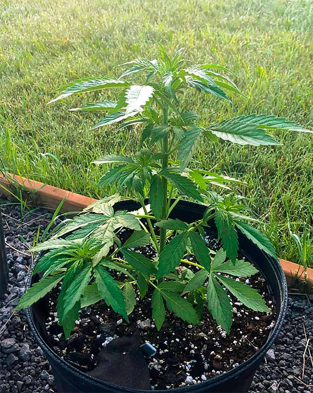 Предцвет конопли на 5 неделе Активный рост центральной колы