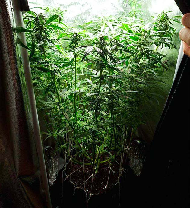 Куст марихуаны Auto Cinderella Jack Микроклимат внутри гроубокса: комфортные условия для конопли