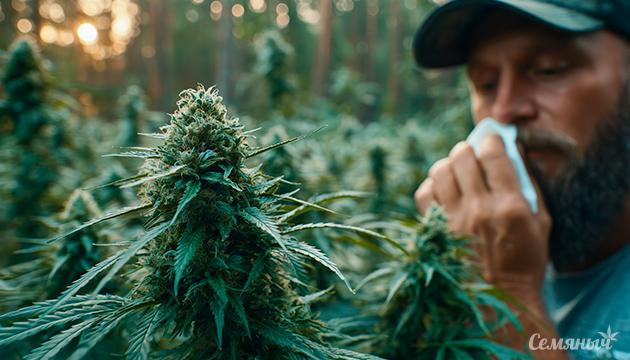 Аллергия на каннабис: симптомы, причины и профилактика для гроверов Аллергия на коноплю