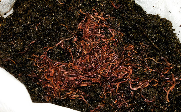 Применение червячного гумуса в выращивании каннабиса