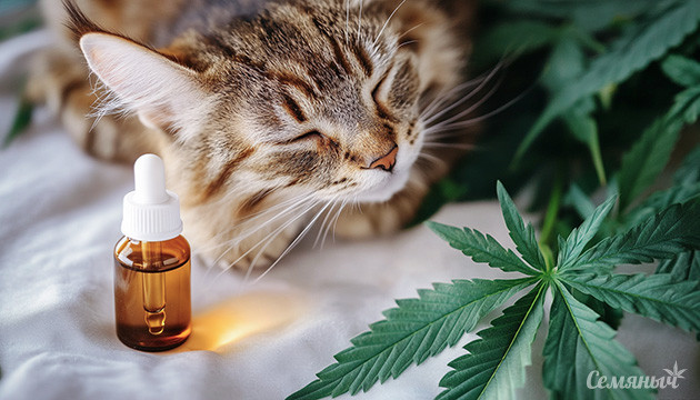 Всё о каннабиноидах для животных