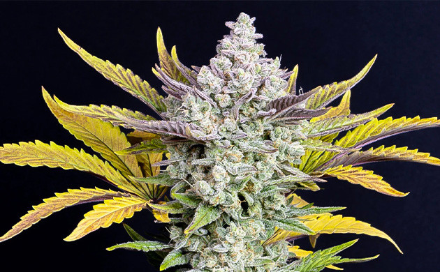 Секрет успеха GSC Создание легендарного сорта