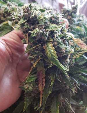 Соцветия Mexican Airlines auto fem