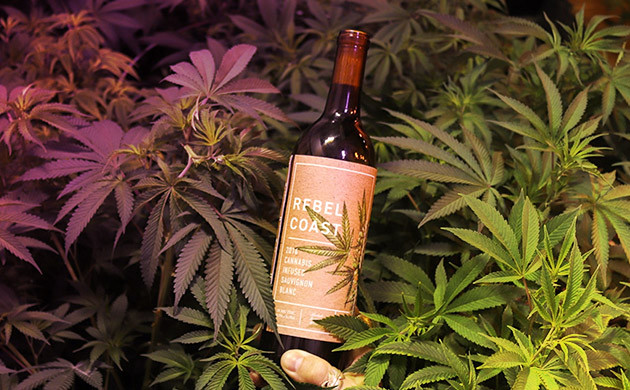 Вино Rebel Coast