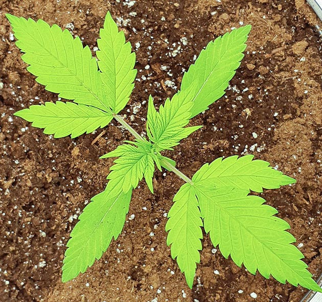 Три этажа листьев