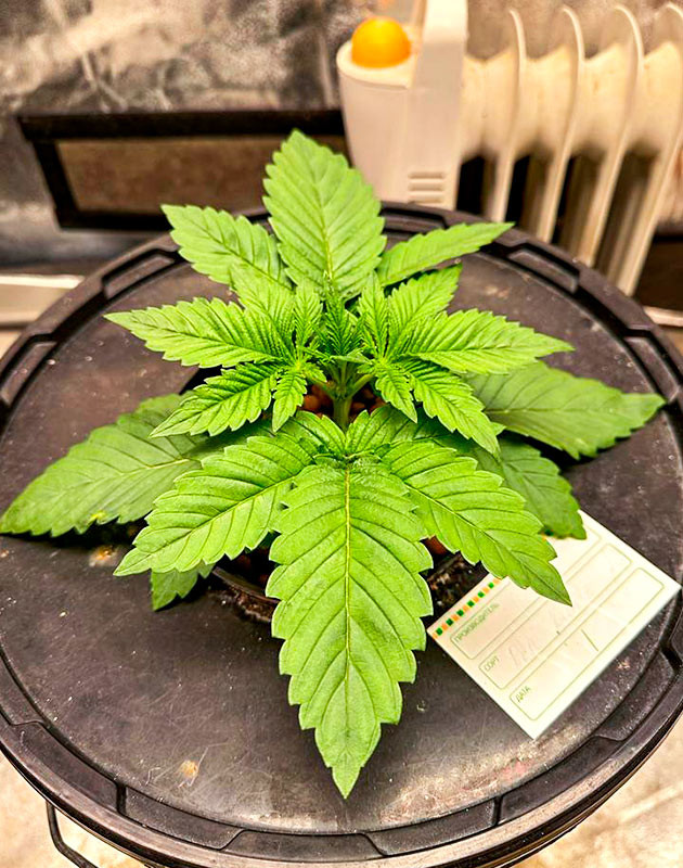 Гидропонное выращивание сорта Roze Runtz