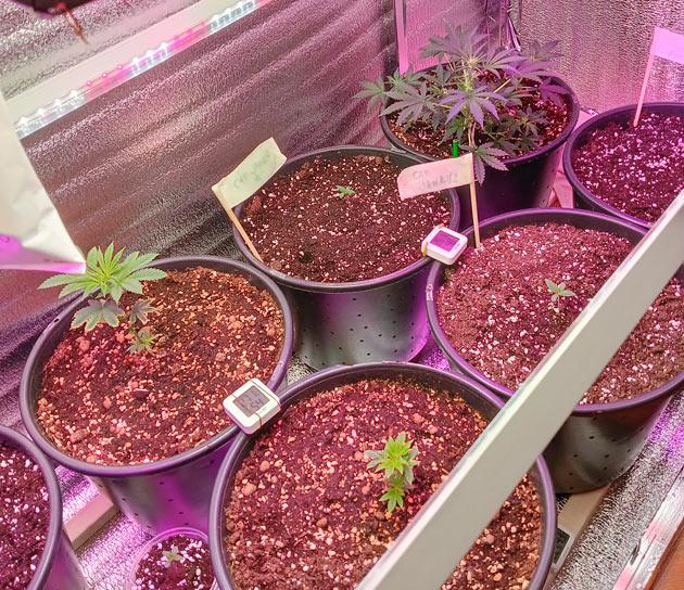 Удобрения и тренировка марихуаны Растишки Permanent Marker от 7CH American на 5 неделе