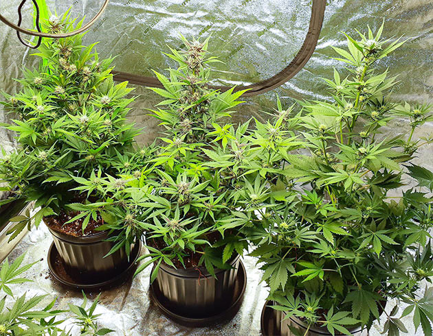 Появление фиолетового оттенка