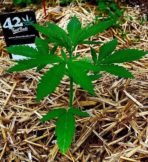 Конопля GG4 Sherbet FF на четвёртой неделе роста