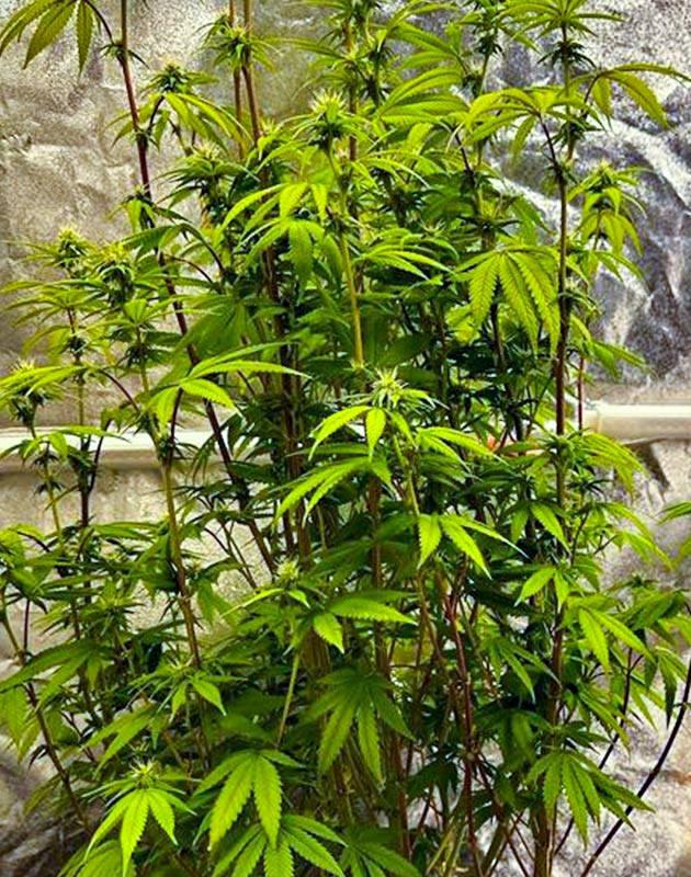 Куст Roze Runtz на цветении