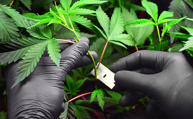 Обрезка материнского растения