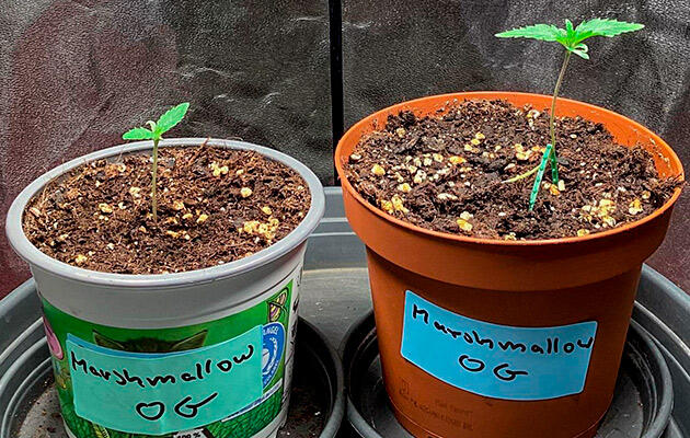 Ранние ростки каннабиса на первой неделе вегетации