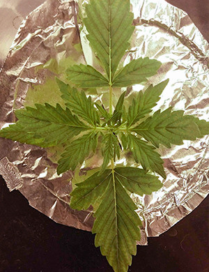 Формирование новых пар листьев