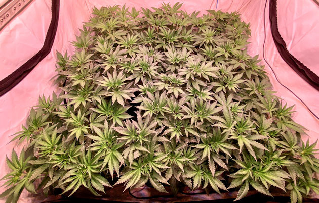 5 неделя выращивания каннабиса