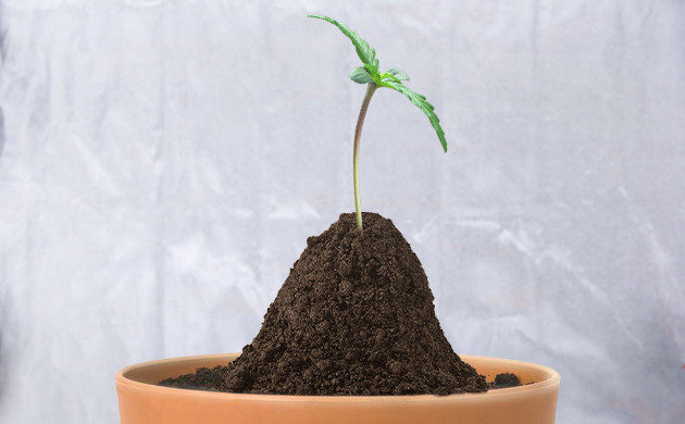 Присыпание стебля грунтом Насыпь из грунта у основания стебля