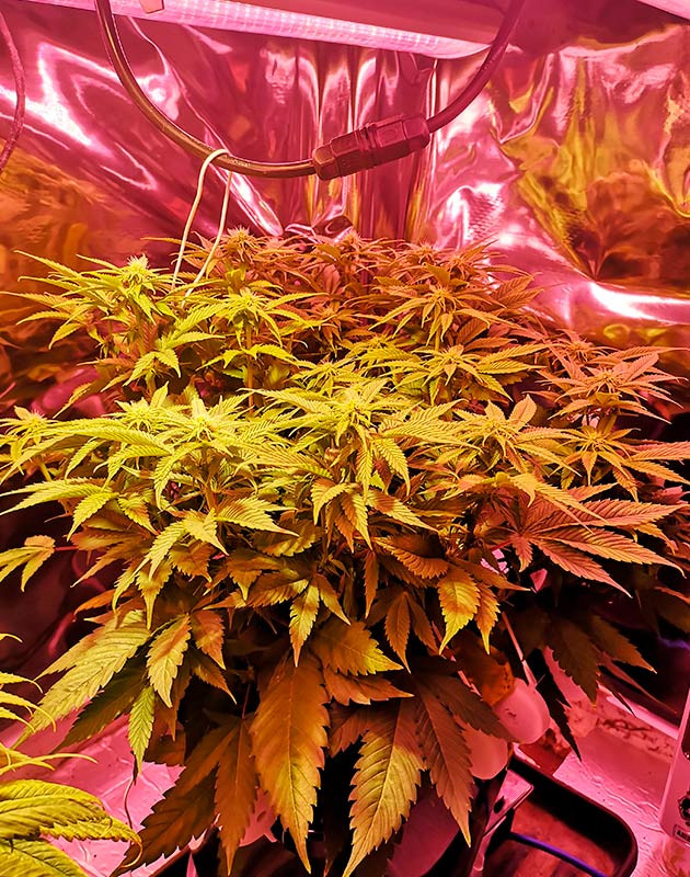 Переход к стадии цветения Появление точек роста соцветий