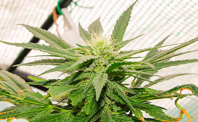 Цветение сорта Pineapple Chunk