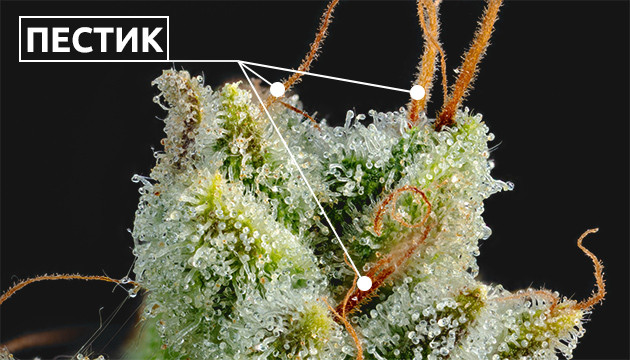 Цвет пестиков Пестик конопли