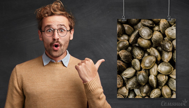 Факты о семенах