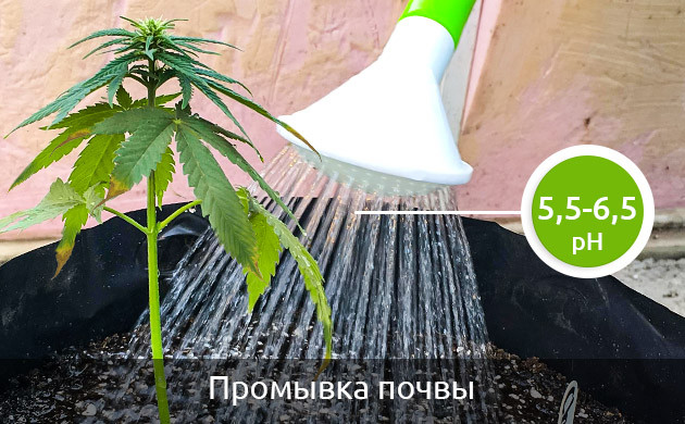 Промывка конопли чистой водой Промывание почвы откорректированным pH