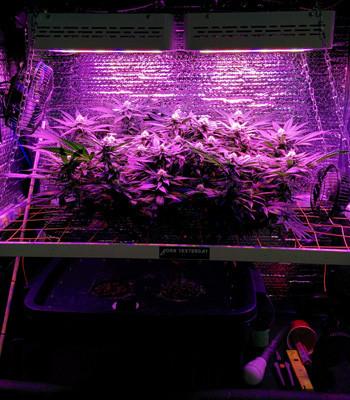 Куст конопли Fruit Punch fem под светильником LED Марихуана Fruit Punch fem под LED лампой