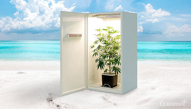 Выращивание конопли под открытым небом в естественных условиях