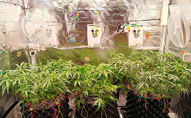 Кусты Gorilla Cookies Auto на 6 неделе выращивания