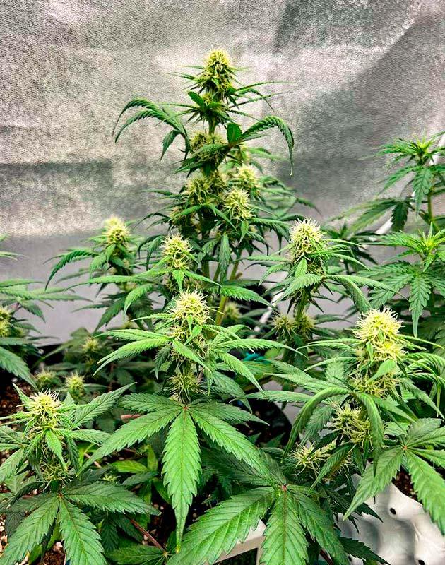 Куст Whiskey Zulu Auto на стадии цветения