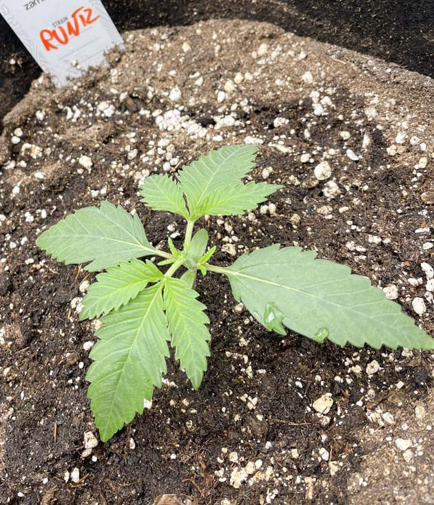 Конопля на 2 неделе выращивания