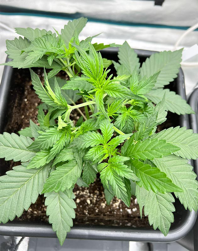 Medusa F1 Auto: введение дополнительных удобрений