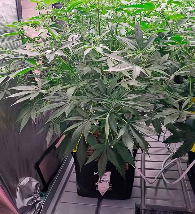 Как ветви Amnesia Zkittlez Auto заполнили гроубокс