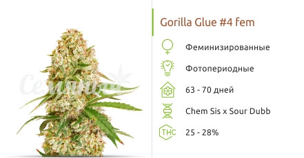 Сорт конопли Gorilla Glue#4 Gorilla Glue#4 от Cali Buds Seeds
