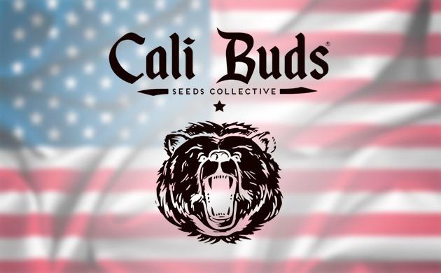Cali Buds Seeds – представитель американской селекции