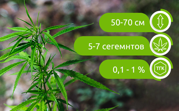 Внешний вид дикой конопли Основные характеристики дикой конопли