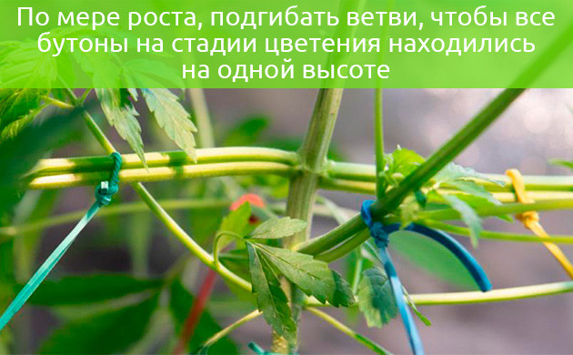 Подгиб ветвей на протяжении роста Загибание ветвей на одной высоте