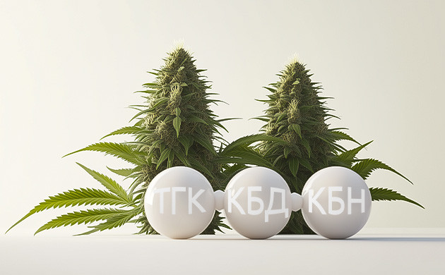 Влияние КБД на эффект ТГК