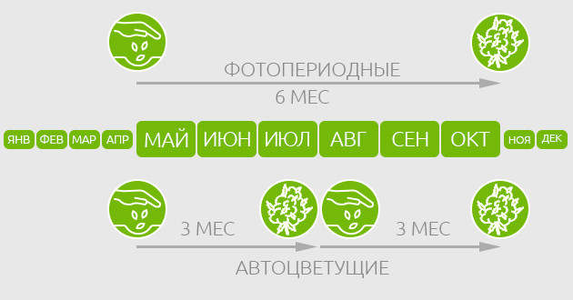 Время созревания фото и автоцветов Жизненный цикл фотоцветущей и автоцветущей конопли