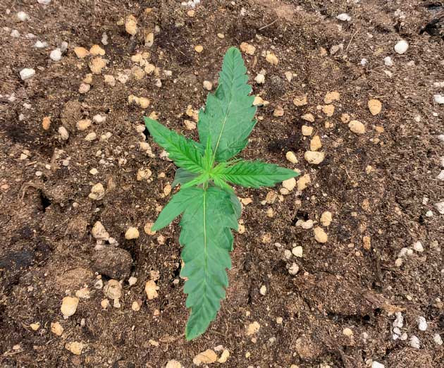 Росток сорта Vanilla Latte Auto