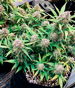 Проверка молочных трихом