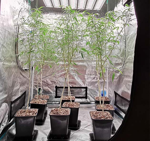 Перевод освещения на стадию цветения Девять высоки кустов высотой 110 см