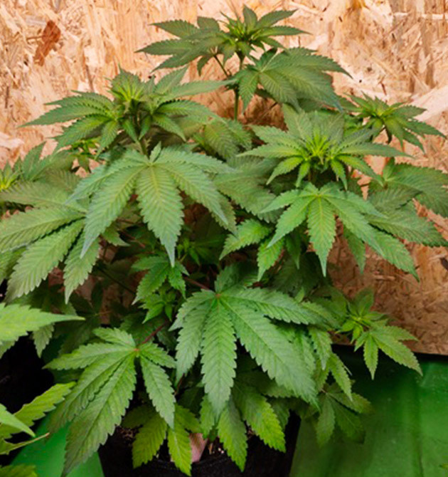 Желтеющая нижняя листва конопли