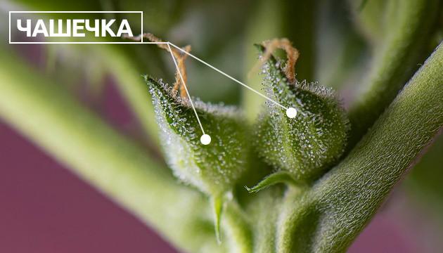 Цветки каннабиса Чашечки конопли