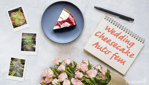 Гроурепорт сорта Wedding Cheesecake Auto