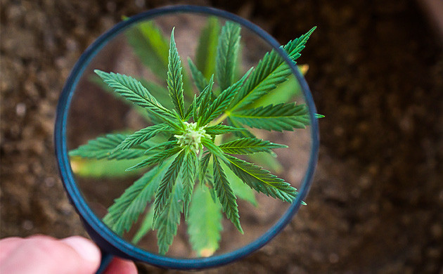 Eva Seeds: выведение новых сортов